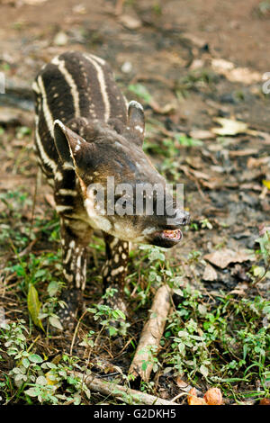 South American Tapir baby (Tapirus terrestris). Remoyacu.  Amazon forest. Peru Stock Photo