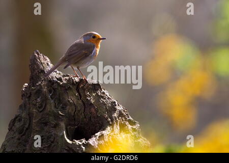 robin sitting on tree stump in the forest, Netherlands Stock Photo