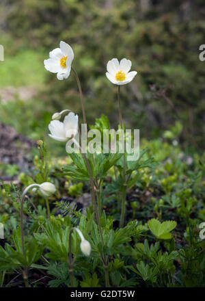 Snowdrop Anemone (Anemone sylvestris) Stock Photo