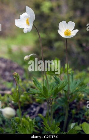 Snowdrop Anemone (Anemone sylvestris) Stock Photo