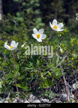 Snowdrop Anemone (Anemone sylvestris) Stock Photo