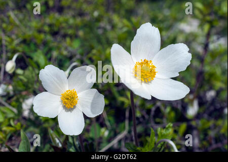 Snowdrop Anemone (Anemone sylvestris) Stock Photo