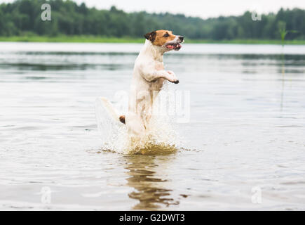 Dog playing, jumping and splashing in summer river water Stock Photo