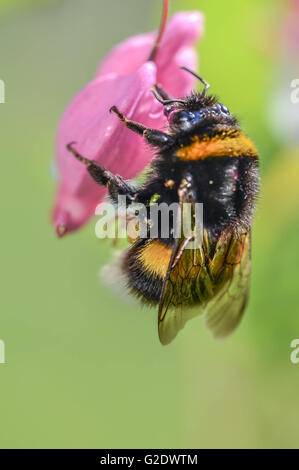 bee, summer, work, travel, vintage, romantic, wildlife, portrait Stock Photo