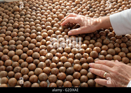 Macadamia Nut sorting Stock Photo