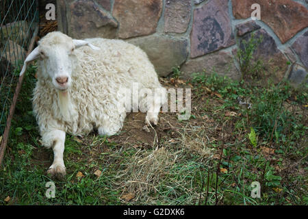 A white sheep resting in a pen