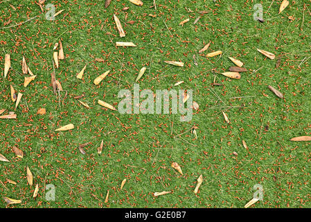 artificial grass with leaves and pine needles. Top view Stock Photo