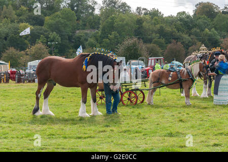 Shire horse and ponies on display at the Rhug Estate country fair in Corwen North Wales Stock Photo