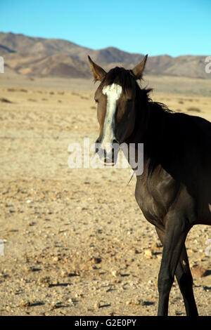 Wild Desert Horses of Garub Plains in Namibia Stock Photo