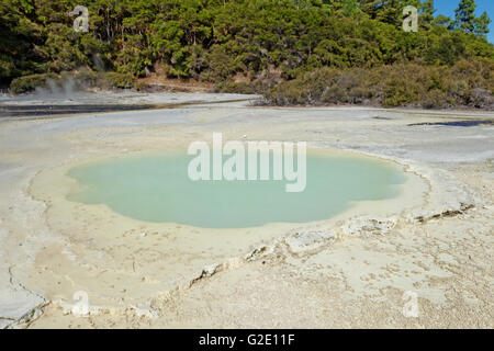 Oyster Pool, Wai-O-Tapu Thermal Wonderland, Rotorua, New Zealand Stock Photo