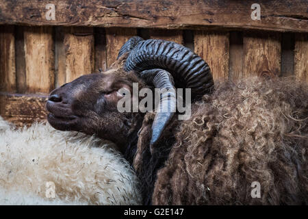 Brown Sheep with two horn pairs, mutation, special, four horns, Saudarkrokur, Iceland Stock Photo