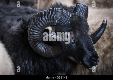 Black sheep with twisted horns, Sauðárkrókur, Iceland Stock Photo