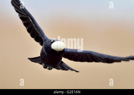 Rook (Corvus frugilegus) flying with stolen egg from a nest of an Eurasian Coot (Fulica atra), Canton of Neuchâtel, Switzerland Stock Photo