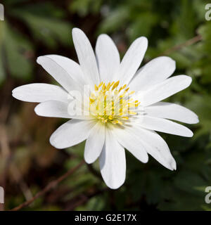 Grecian Windflower (Anemone blanda 'White Splendour') Stock Photo