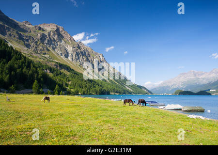 On a pasture near the Lake Sils. It is a lake in the Upper Engadine valley, Grisons, Switzerland. Stock Photo