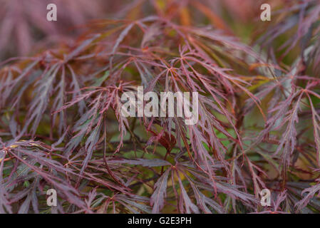 Acer palmatum atropurpureum Dissectum Stock Photo