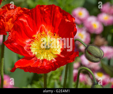 Red poppie on the field Stock Photo