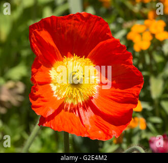 Red poppie on the field Stock Photo