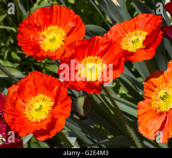 Red poppie on the field Stock Photo