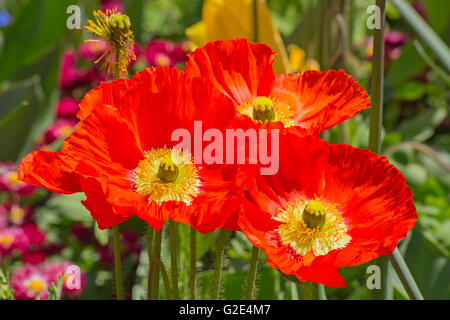 Red poppie on the field Stock Photo