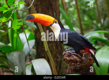 Colorful tucan in the wild Stock Photo