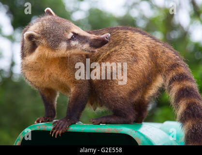 Cute Coati (Nasua nasua) begging for food from tourists nearby Iguacu falls in Brazil Stock Photo