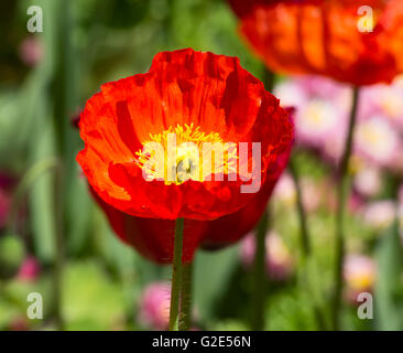 Red poppie on the field Stock Photo