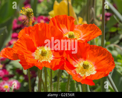 Red poppie on the field Stock Photo