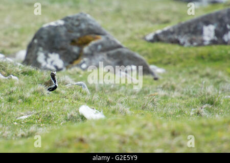 European golden plover, Pluvialis apricaria on a grass plane on the Faroe Islands Stock Photo