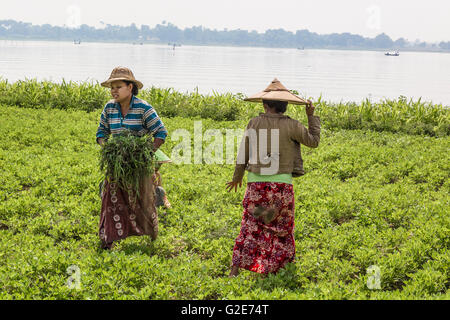 Women - farmers are working on field. Mandalay, Burma, Myanmar, Asia, South Asia Stock Photo