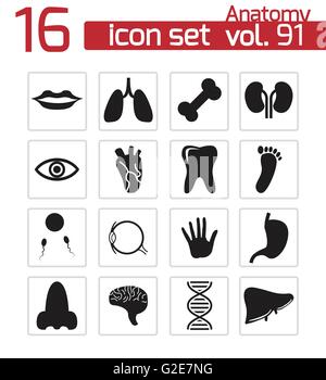 Organs icons - Black symbol on white background. Simple illustration ...