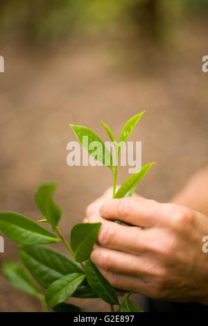 Hand Over Tea Fresh tea leaves in hands over tea bush on plantation Stock Photo - Alamy