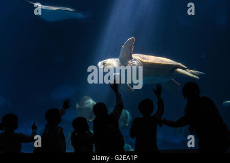 Hefei, China's Anhui Province. 29th May, 2016. Children watch a turtle at Hefei aquarium in Hefei, capital of east China's Anhui Province, May 29, 2016. Children visited the aquarium to celebrate the upcoming Children's Day. © Guo Chen/Xinhua/Alamy Live News Stock Photo