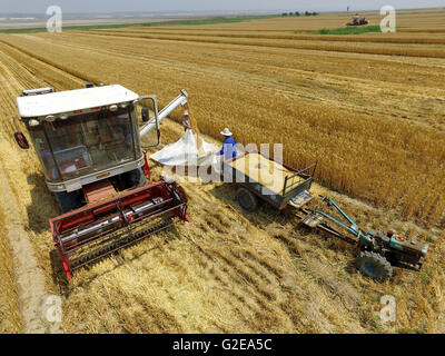 Yuncheng, China's Shanxi Province. 29th May, 2016. Farmers collect wheat in the fields in Yuncheng, north China's Shanxi Province, May 29, 2016. The wheat collection in Yuncheng marks the start of wheat harvest of Shanxi Province. © Huang Wenpeng/Xinhua/Alamy Live News Stock Photo