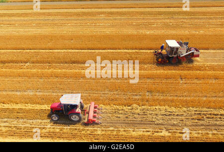 Yuncheng, China's Shanxi Province. 29th May, 2016. Farmers collect wheat in the fields in Yuncheng, north China's Shanxi Province, May 29, 2016. The wheat collection in Yuncheng marks the start of wheat harvest of Shanxi Province. © Huang Wenpeng/Xinhua/Alamy Live News Stock Photo