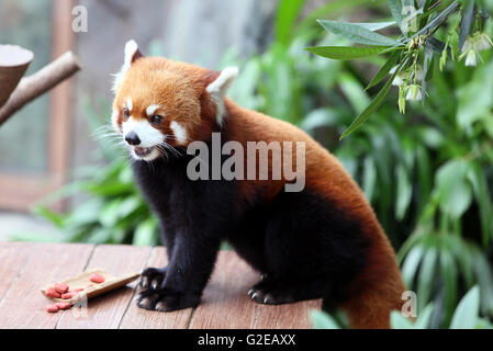 Hong Kong, China. 27th May, 2016. A red panda looks on in the Ocean Park in Hong Kong, south China, May 27, 2016. Together as ambassadors to inspire conservation awareness, giant pandas Ying Ying and Le Le reside here with three red pandas and become the most popular stars of the park. Credit:  Li Peng/Xinhua/Alamy Live News Stock Photo