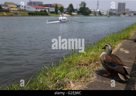 Toda Olympic Rowing Course, Saitama, Japan. 29th May, 2016. General view, MAY 29, 2016 - Rowing : All Japan Lightweight Rowing Championships at Toda Olympic Rowing Course, Saitama, Japan. © YUTAKA/AFLO SPORT/Alamy Live News Stock Photo