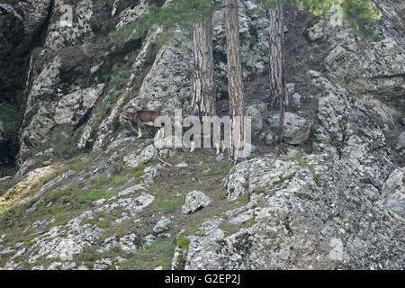 Mouflon Ovis musimon two males in the Asco Valley Corsica France Stock Photo