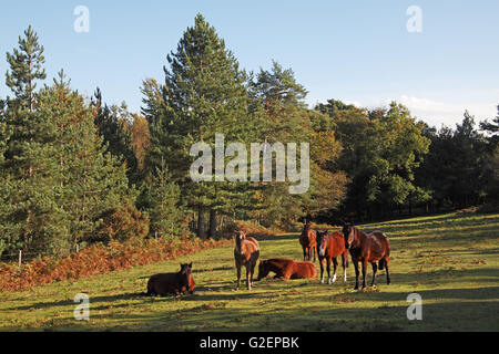 New Forest ponies on grassland by Highland Water Inclosure New Forest National Park Hampshire England UK Stock Photo
