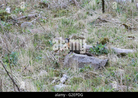 Pine marten Martes martes on rock in rough grassland at the edge of a woodland Stock Photo