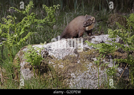 Pine marten Martes martes on rock in rough grassland at the edge of a woodland Stock Photo