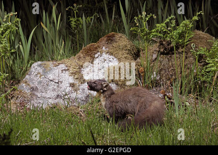 Pine marten Martes martes on rock in rough grassland at the edge of a woodland Stock Photo