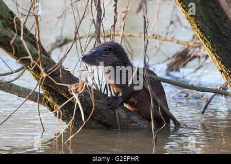 European otter Lutra lutra cub on the branch of a tree in the River Stour Blandford Dorset England UK Stock Photo