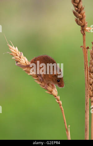 Harvest mouse Micromys minutus on wheat showing use of prehensile tail [captive] West Country Wildlife Photography Centre Devon Stock Photo