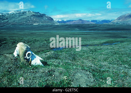 Musk ox Ovibos moschatus skull Orsted Dal Greenland Stock Photo