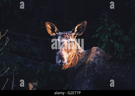 Moose Alces alces female Stock Photo