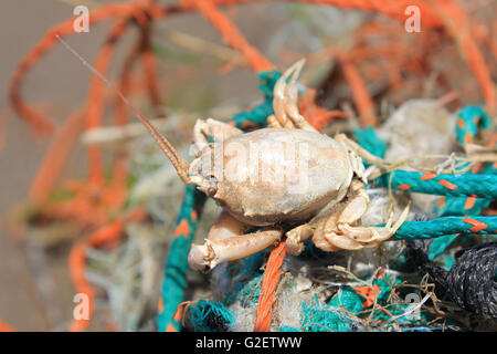 Masked Crab Corystes cassivelaunus Stock Photo