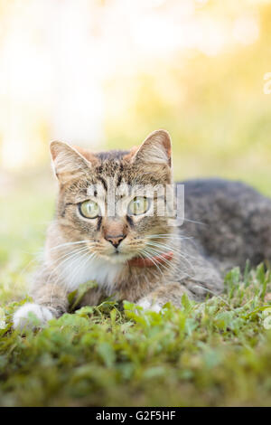 Cat laying in grass, looking curiously. Plenty of copy space Stock Photo