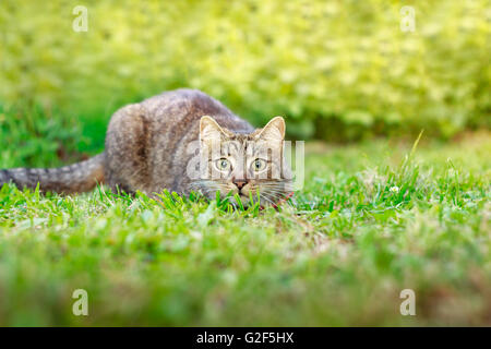Cat hunting in grass, getting ready to jump with eyes wide open. Plenty of copy space Stock Photo