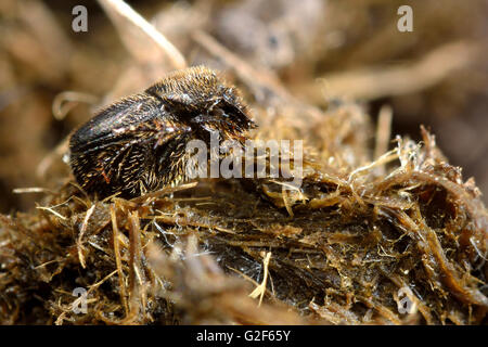 Onthophagus joannae beetle on horse dung. Small dung beetle in the family Scarabaeidae, feeding on horse poo Stock Photo